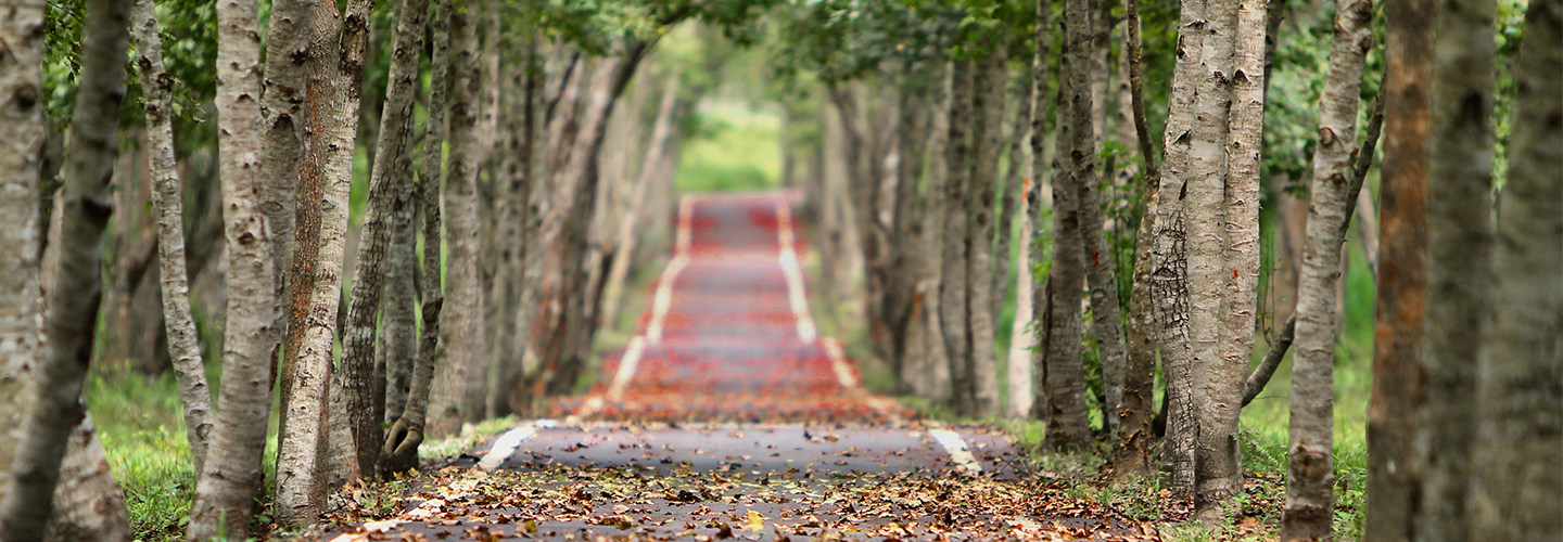 BAnner path